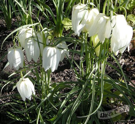 Рябчик Мелеагрис Альба Fritillaria Meleagris Alba описание сорта