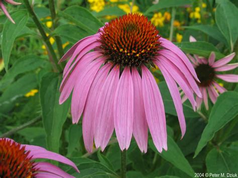 Echinacea Purpurea Eastern Purple Coneflower Minnesota Wildflowers