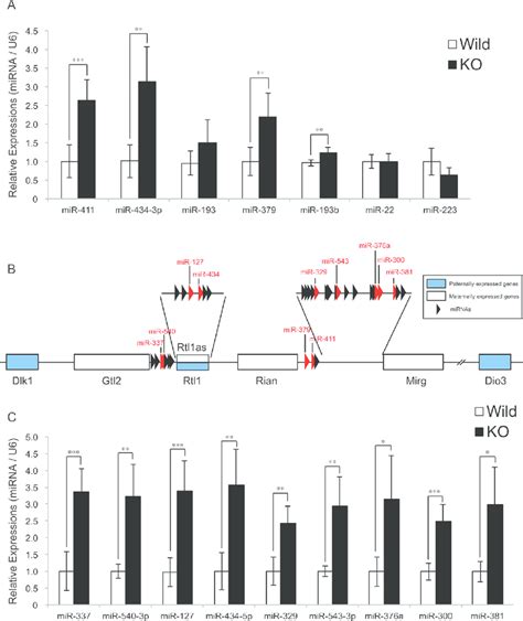 The Expression Of Mirnas Derived From The Dlk1 Dio3 Locus Is