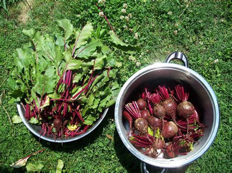 Raisin' Acres Farm: Harvesting Beets