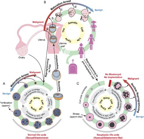 Human Life Cycle Diagram