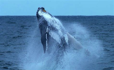 Avistamiento de ballenas jorobadas en todo el pacífico 2024