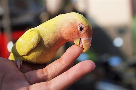 Common Behavior Problems In Parrots And Other Pet Birds