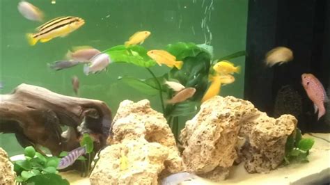 Hemichromis Lifalili Aka Red Jewel Cichlids Breeding Fullhd1080p And 3d