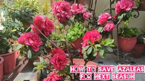 How To Grow N Care Azalea Plant Azalea Plant Potting Mix N Care