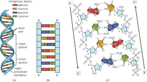 Estructura Del Adn Y Arn