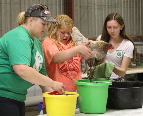 Stutsman County Fair 4 H Animals Jamestown Sun News Weather