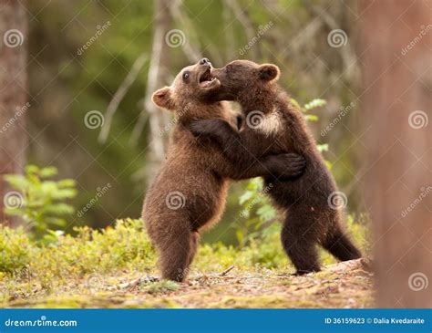 Eurasian Brown Bear (Ursos Arctos) Cubs Stock Photos - Image: 36159623