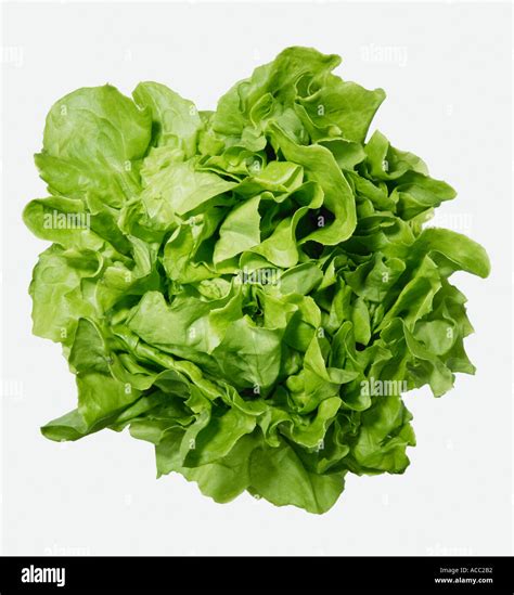 Lettuce On White Background Hi Res Stock Photography And Images Alamy