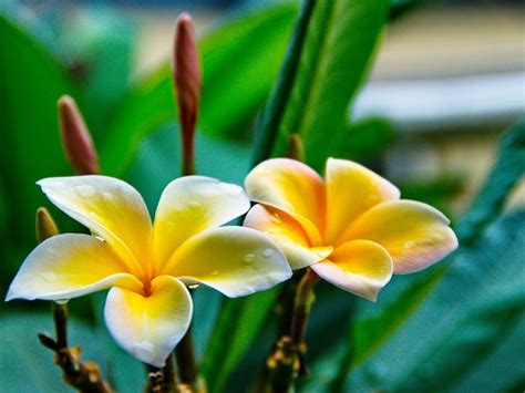 Frangi Pani Plumeria Live Plant With Roots As Pictures Shown