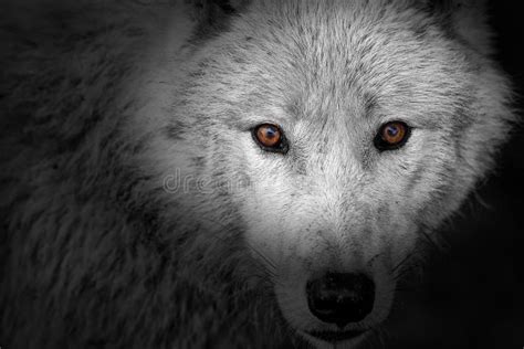 Arctic Wolf Canis Lupus Arctos Colored Eyes In Black And White Picture