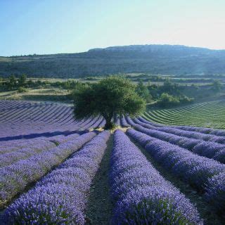 Aix en Provence Pola lawendy w Prowansji wycieczki całodniowe