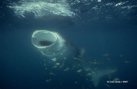 El tiburón ballena el pez más grande del mundo Saga Tevé