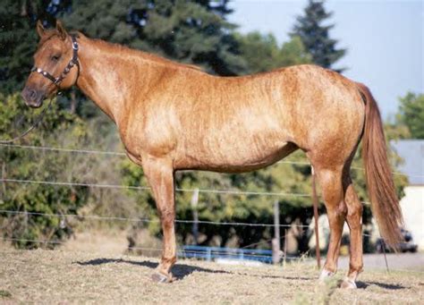 BRINDLE HORSES « Justa J Farms aka Justa Brindle Horse Farms