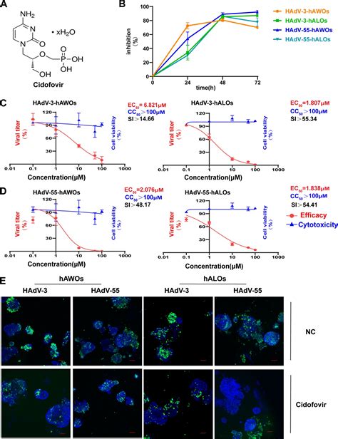 Journal Of Virology│我院张其威教授团队建立腺病毒呼吸道类器官感染模型，揭示人55型腺病毒引起高致病性的机制