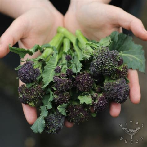 Purple Sprouting Broccoli Rudolph Organic Vital Seeds