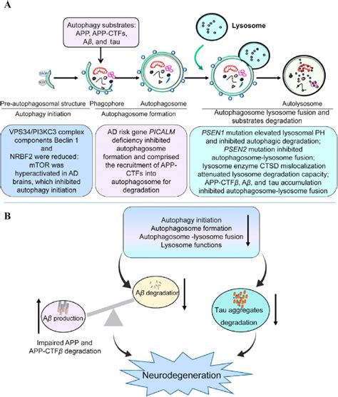 Impairment Of Autophagyelysosomal Pathway In Ad A Autophagy