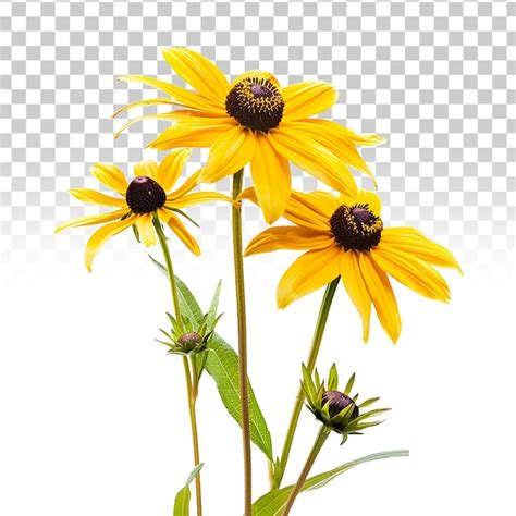 Premium Psd Beautiful Black Eyed Susan Isolated On Transparent Background