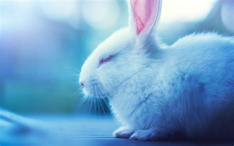 Cute Rabbit Wallpapers - Wallpaper Cave