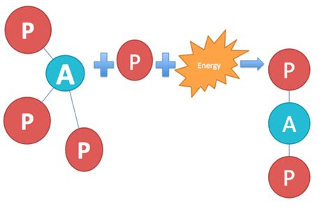 ATP-PC - Unit 1 & 2