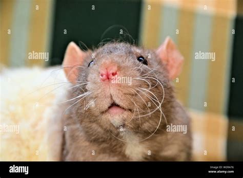 Tame Rat Hi Res Stock Photography And Images Alamy