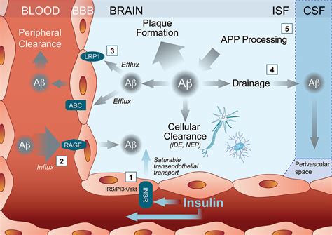 Insulin Signaling Pathway Diagram