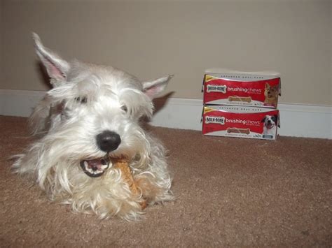 #MilkBone Brushing Chews for Dogs Review - Come Wag Along