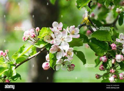 apple blossom tree blossom apple blossoms blossoms stock photo alamy