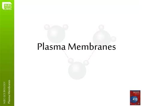 PPT - Plasma Membranes PowerPoint Presentation, free download - ID:5097980 