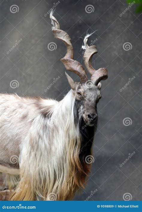 Markhor Goat Royalty Free Stock Images - Image: 9598809