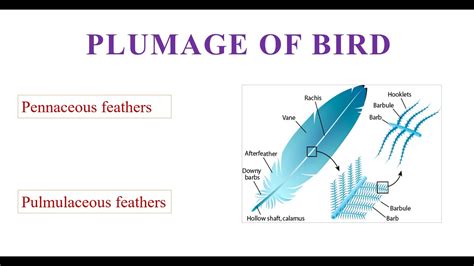 Plumage Of Birds YouTube