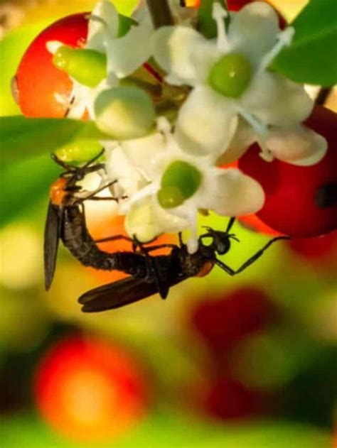 Love Bugs What Are They And How To Get Rid Of Them Planet Natural