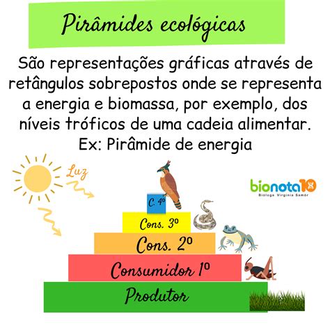 Pirâmide Ecológica De Biomassa - 9