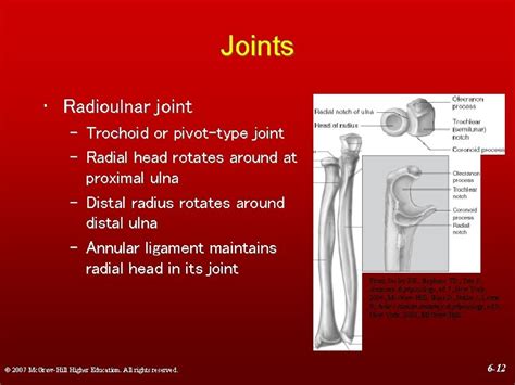 Chapter The Elbow And Radioulnar Joints Manual