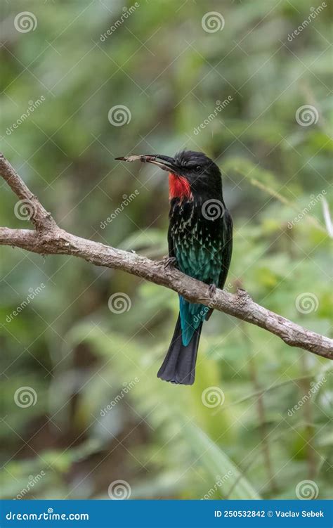 Black Bee Eater Merops Gularis Stock Photo Image Of Color Gularis