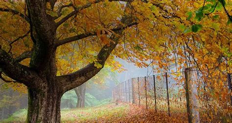 Bing Wallpaper Gallery Autumn