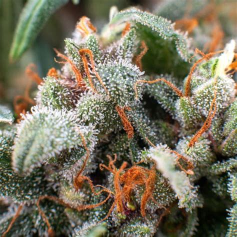 Alaskan Thunder Fuck Strain Energetic Sativa Seeds For Sale