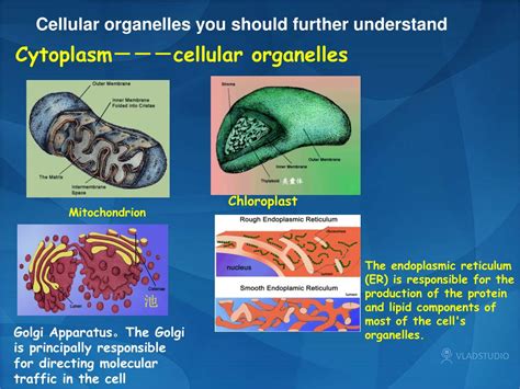 Ppt Section D Prokaryotic And Eukaryotic Chromosome Structure Powerpoint Presentation Id