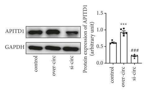 Hsa Circ 0077837 Overexpression Inhibited Tumor Growth In Vivo A