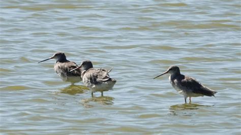 Spotted Redshank | MarkEisingBirding