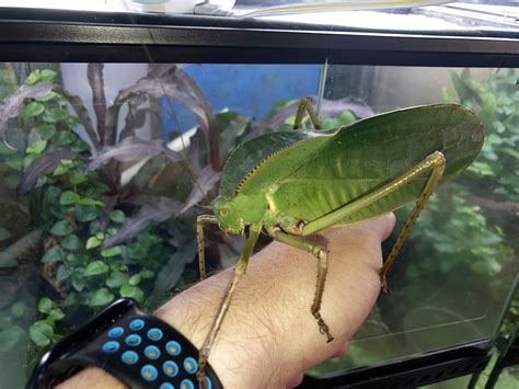 Hooded Katydid (Siliquofera grandis) – Small Exotic Farm
