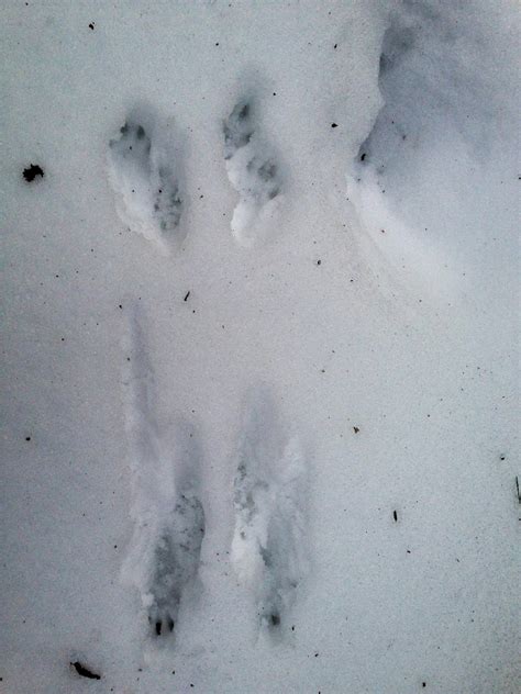 A Life Inspired by Nature: Snow Tracks