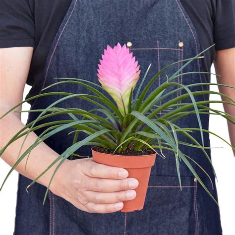 Tillandsia Bromeliad