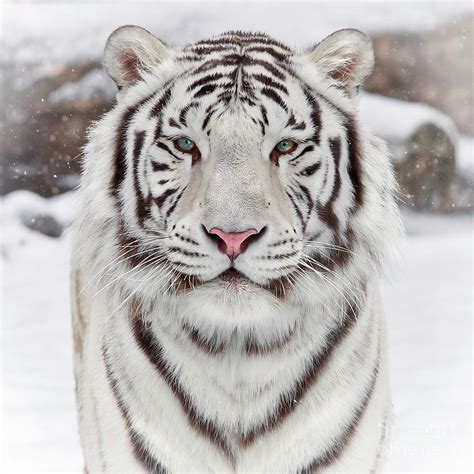 White Tiger