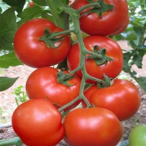 350 Rare Romanian Tomato Seed Buzau 1600 Etsy