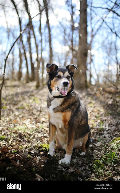 Mezcla De Pastor Collie Fotografías E Imágenes De Alta Resolución Alamy