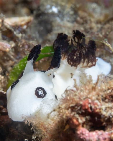 Are Sea Bunnies Real Or Are They Just A Myth