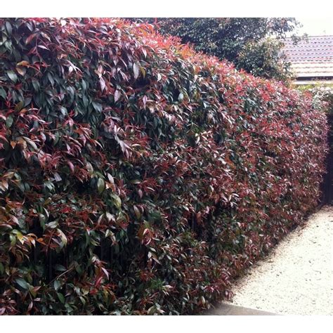 500mm Brush Cherry Lilly Pilly Syzygium Australe Hedging Plants