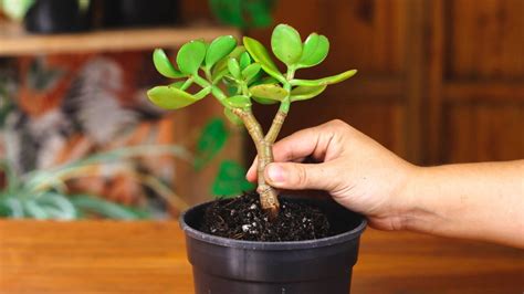 Cómo trasplantar una planta de jade en 4 sencillos pasos