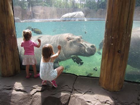 Travel Tips: Taking Kids to the St. Louis Zoo | A Well Advised Life